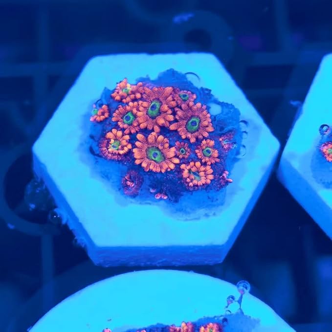 Aquarium Choice Big Size Ceramic Coralline Coral Frag Plugs Coral frag Plate Base