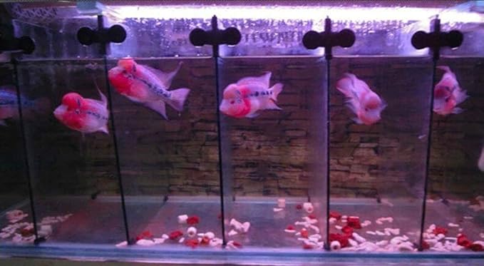 10 Pcs Aquarium Grid Tank Dividers Tray Egg Crate Aquarium D¨¦cor Fish Tank Filter Bottom Isolation Board Partition Net Pane Separator Grid Isolation Board Divider for Mixed Breeding,Black