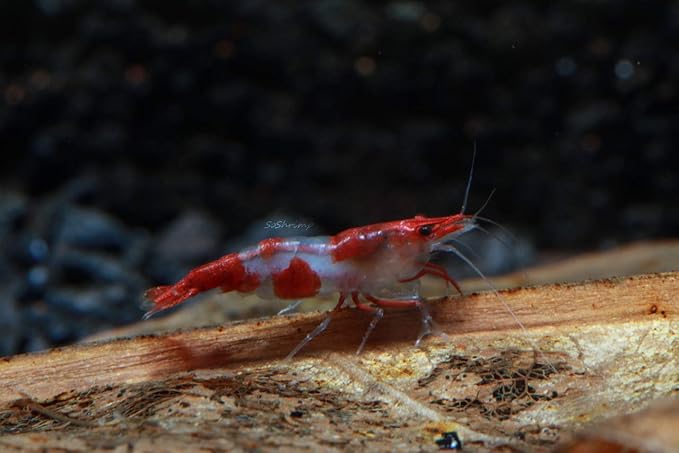 Live Freshwater Aquarium Shrimp - Neocaridina (Red Rili, 10 Pack)