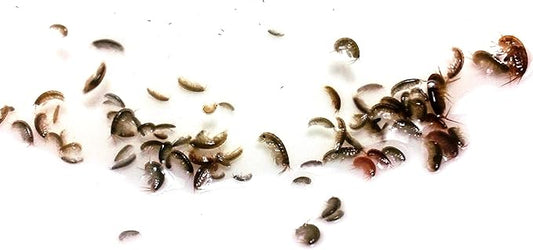 200 Live Amphipods Plus 32oz Tisbe Copepods. Saltwater Amphipods Aquacultured (200 cnt)