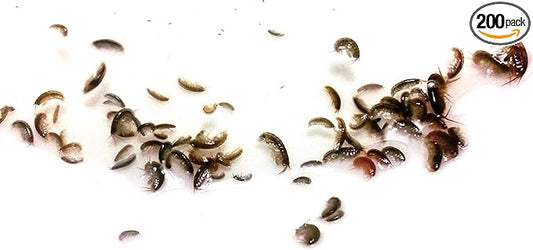 FloridaPets Live Amphipods 200+ Aquarium Fish Food Over 200 Pods