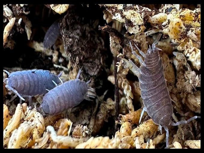 Critters Direct Powder Blue Isopods (Qty-20) & Springtails (8 oz Seeding Culture) Combo Package, for Amphibian/Reptile/Invertebrate Bioactive Habitats