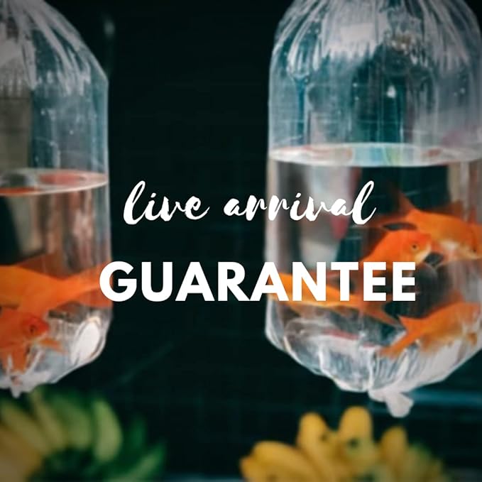 Tiger Nerite Live Mystery Snails for Freshwater Aquarium (4 Pack) - Live Beautiful Freshwater Aquarium Snail