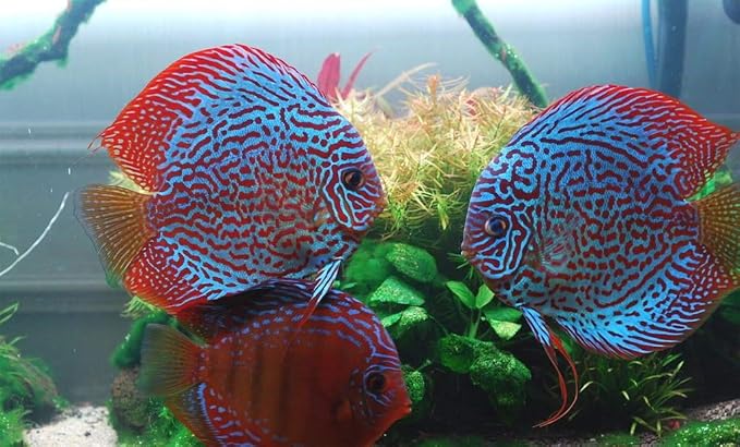 A.D.P. Fish Booster Bits Variety All Discus & Tropical Fish Food Mini Slow Sinking Pellets Grow Faster & Color Enhancing High Protein 47% for Goldfish & Aquarium Tropical Fish 60 g. Small Fish Feed
