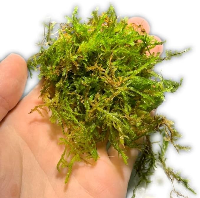 Marcus Fish Tanks - Christmas Moss Vesicularia Montagnei Easy Live Aquarium Plant Large Baseball Size Portion Buy 2 GET 1FREE