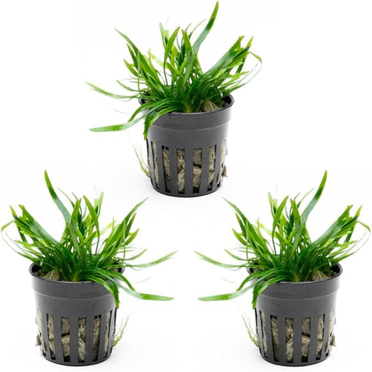 SubstrateSource Cryptocoryne Live Aquarium Plants - Freshwater Plant for Aquariums, Planted Fish Tanks - Beginner Friendly (Lucens, 3 Pots (15-20 Plants))
