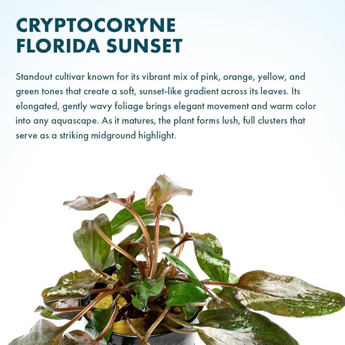 SubstrateSource Live Plants - Cryptocoryne Wendtii 'Florida Sunset' (Cryptocoryne wendtii) - Medium to High Light, Pink-White Accent for Midground Freshwater Aquarium Aquascaping - Pot