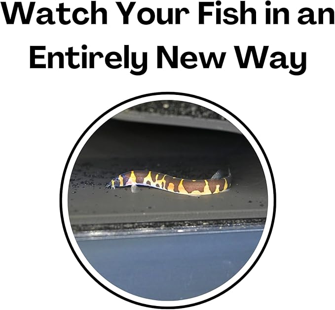 Lucky Critter Aquarium Underground Tunnel Cave Natural Curve | Viewing Fish & Shrimp Under Gravel Tunnel | Fish Tank Decor Decoration Hideout Perfect for Corydora Catfish, Kuhli Loach, Pleco