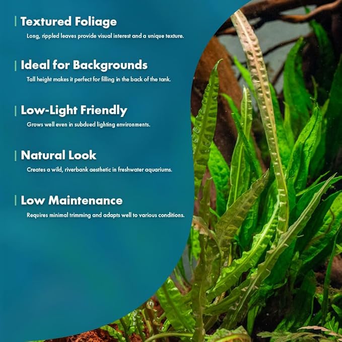 SubstrateSource Cryptocoryne Live Aquarium Plants - Freshwater Plant for Aquariums, Planted Fish Tanks - Beginner Friendly (Balansae, 3 Pots (15-20 Plants))