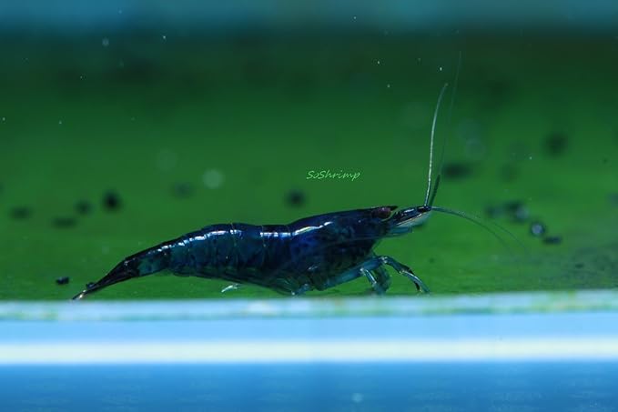 Live Freshwater Aquarium Shrimp - Neocaridina (Blue Dream, 10 Pack)
