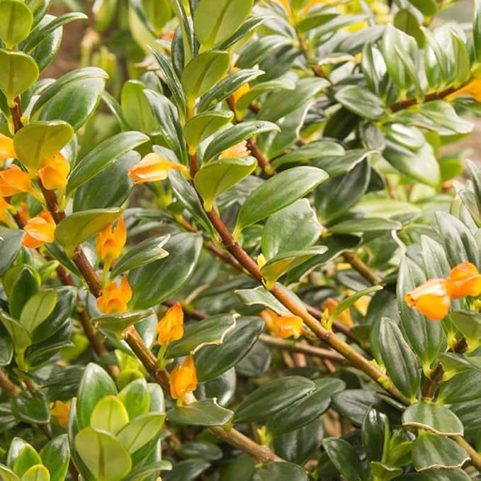 Trailing Goldfish Plants Live Houseplants | Live Columnea Nematanthus in 4-Inch Pot | Colorful Trailing Goldfish Plant for Indoors | Perfect for Tables & Home Décor | Ideal Gift for Plant Lovers