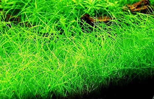 Dwarf Hairgrass Live Aquarium Plants Tissue Culture Cup Freshwater Fish Tank Decorations