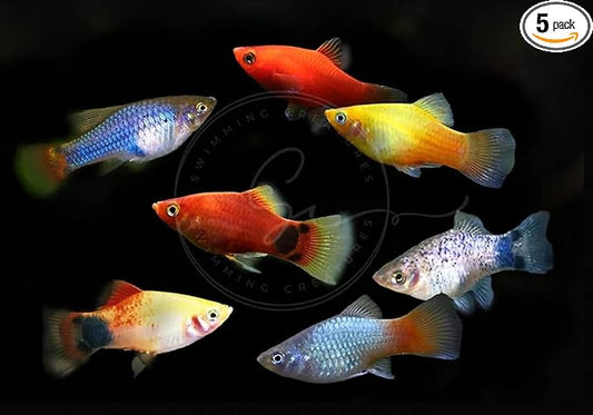 Swimming Creatures™ Tropical Live Guppy/Platy Livebearers Freshwater Aquarium Fish (6 Assorted Color Platy)