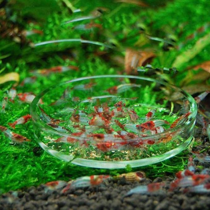 Aquarium Fish Tank Shrimp Feeding Food Dish Bowl Feeder Tray Container Glass Shrimp Feeding Dish for Shrimp Food (9cm/3.54in)
