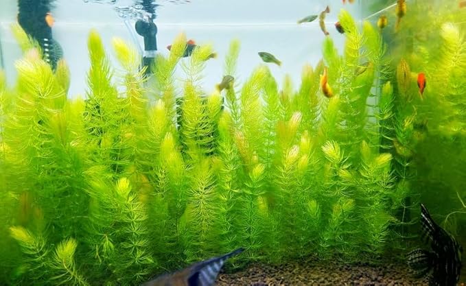 Swimming Creatures™ Live Aquarium Plants (1 X-Large Bunch Hornwort)