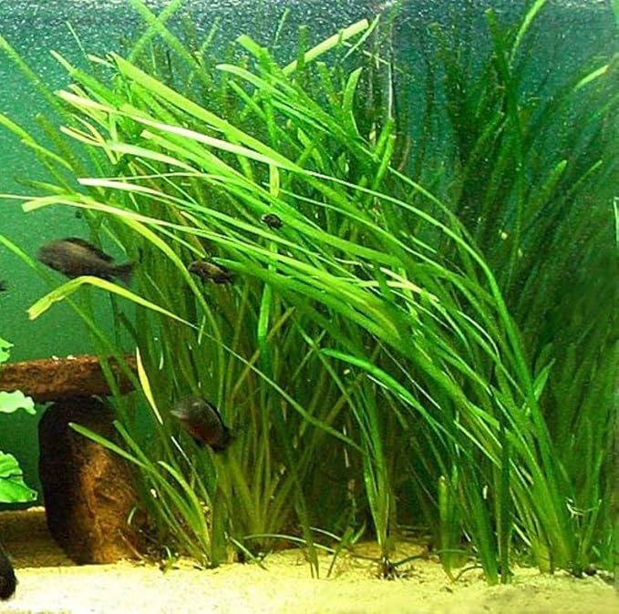 Marcus Fish Tanks 6 Jungle Val - Jungle Vallisneria Live Aquarium Freshwater Plants