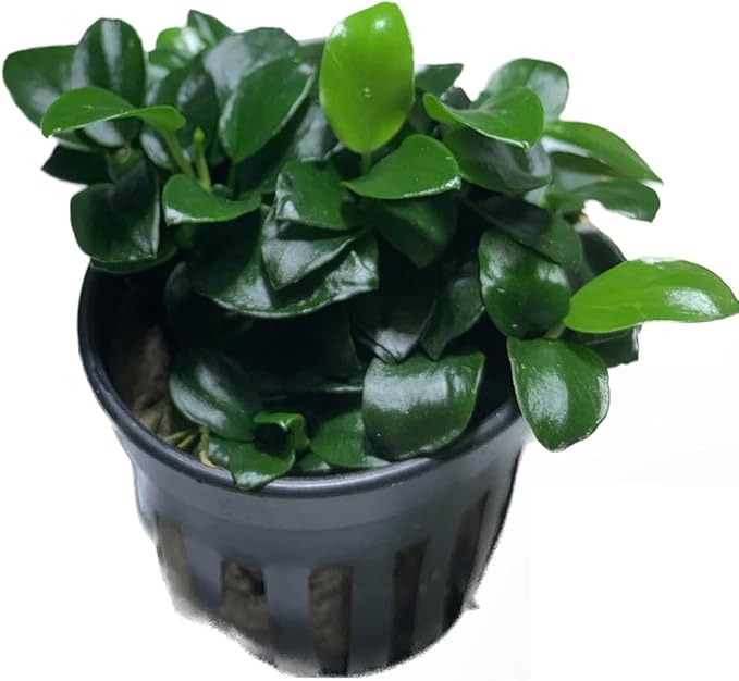 Marcus Fish Tanks Anubias Nana Petite Live Aquarium Plants Potted Freshwater Auatic Plant