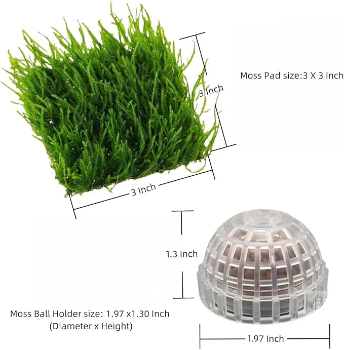 Java Moss | Vesicularia Ferriei Live Aquarium Plant, 10 Square Inch Flame Moss, with 1x Ball Holder, Freshwater Live Plants Shaping Filter