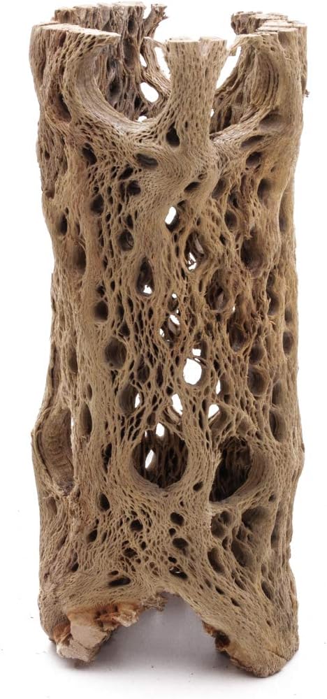 3 to 48 Inch All Natural Teddy Bear Cholla Wood Extra Hollow Large Untreated Organic Aquarium Driftwood Decoration Chew Toy Shrimp Crab Multi-Quantity