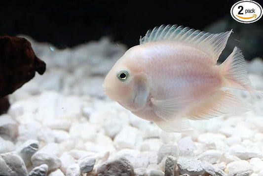 2-Pack Snow White Parrot Convict Cichlid 1.0–1.25” – Rare Hybrid Freshwater Live Fish – Bright White Color Morph with Parrot-Like Shape – Hardy, Peaceful, Active Aquarium Cichlids for Community Tanks