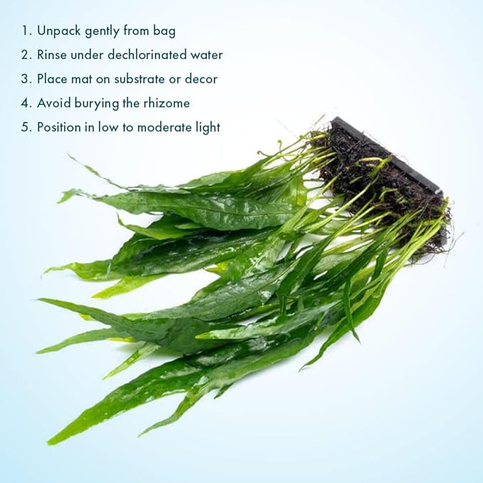 SubstrateSource Live Aquarium Plants on Driftwood, Lava Rock, Moss Mat - Freshwater Fish Tank Plants (Java Fern Narrow on Fiber Mat)