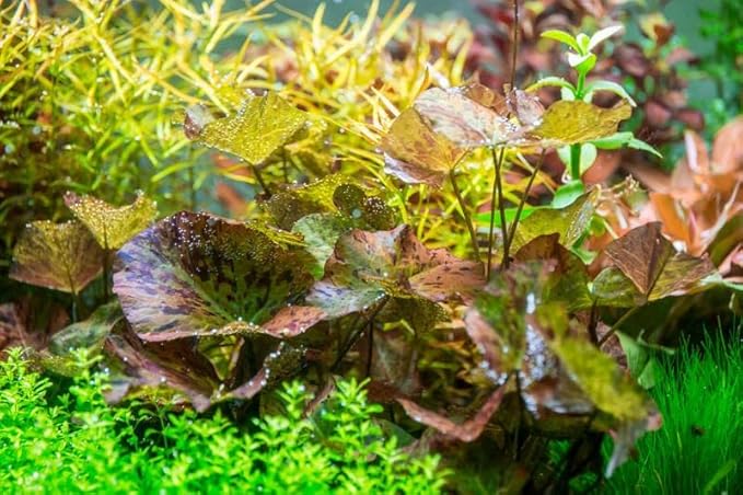 Marcus Fish Tanks - Tiger Lotus Lily Nymphaea Lotus - Live Aquarium Plants - Freshwater Aquatic Plant Buy 2 Get 1