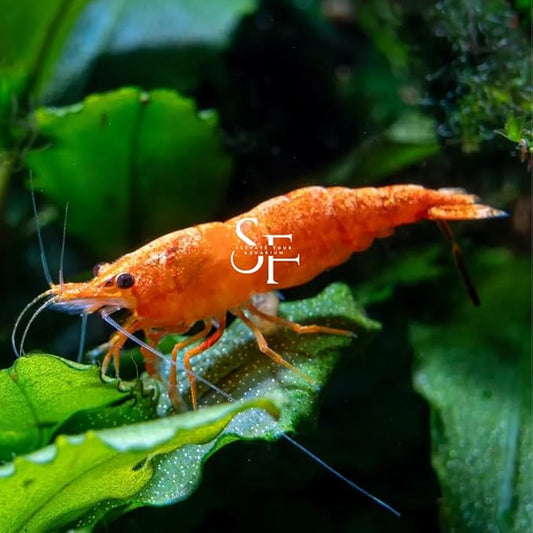 SF Aquatic™ 20 Orange Sakura Shrimps High Grade Neocaridina Live Freshwater Aquarium Shrimps. Fully Mature Breeding Age. Live Arrival Guarantee.