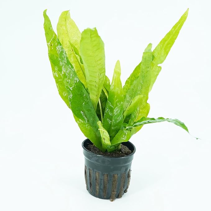 Anubias Nana Golden and Java Fern Tall 2 Pots - Live Aquarium Plant Snail Free