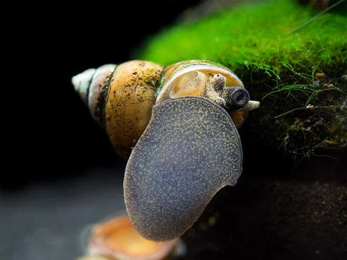 Aquatic Arts 10 Japanese Trapdoor Snails | Pond Snail/Freshwater Aquarium Clearer/Tetra Pond Clarifier/Filter | Great with Hornwort Plant