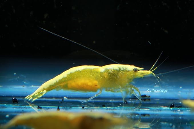 Live Freshwater Aquarium Shrimp - Neocaridina (Neon Yellow, 5 Pack)
