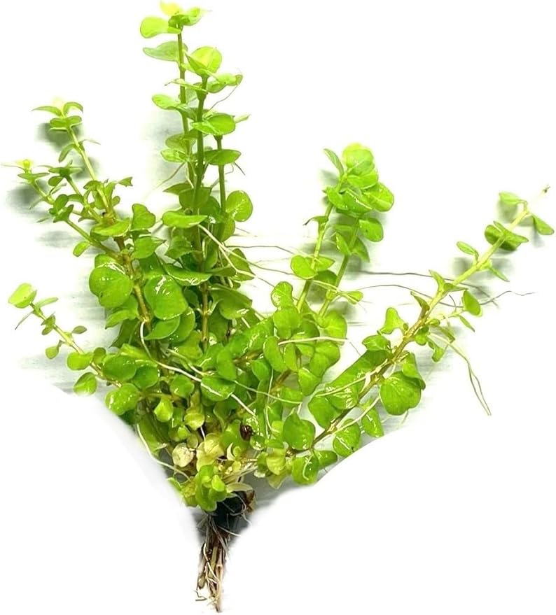 Marcus Fish Tanks Golden Lloydiella Creeping Jenny Lysimachia nummularia Aurea Live Aquarium Plants Buy 2 Get 1