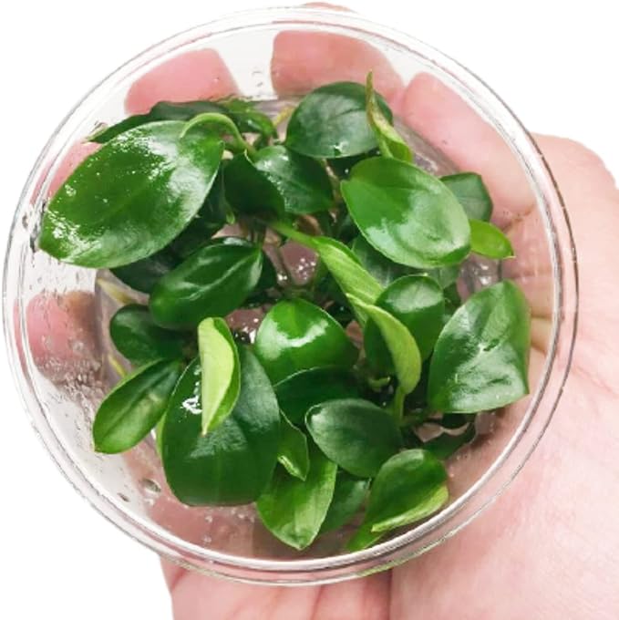 Anubias Barteri Variegated Tissue Culture Cup Freshwater Live Aquarium Plants Decoration BUY2GET1FREE