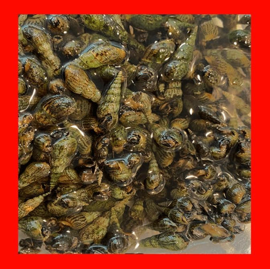 20+ Premium Florida Live Malaysian Trumpet Snails Algae Eaters Tank Cleaners for Aquariums Ponds, Puffer Fish Food Hardy Low Maintenance Feeder Pet Snails
