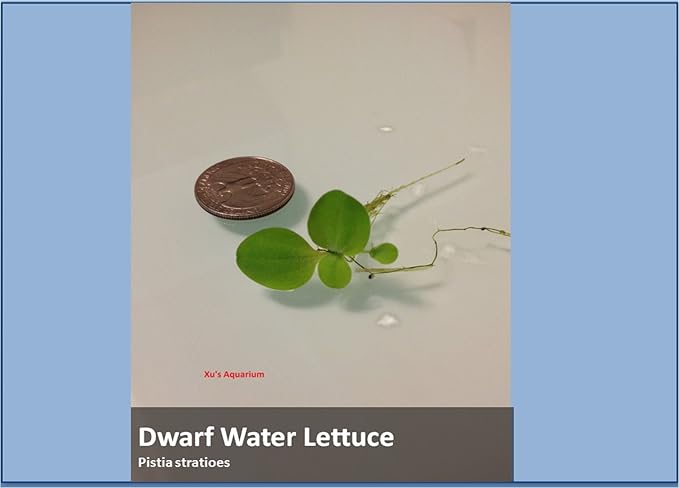 G’z Aquarium Floating Plants Package #1, 12 Amazon Frogbit, 12 Dwarf Water Lettuce, 12 Water Spangles