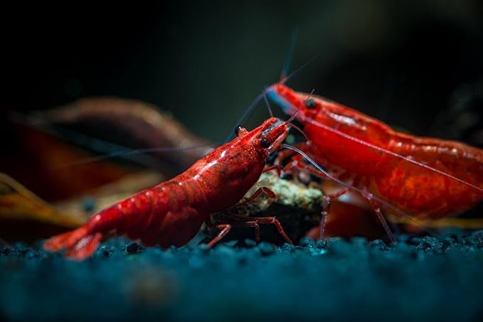 Super Freshwater Shrimp Food,Calcium,Spirulina,Crayfish & Snail Mix,Cherry Shrimp,Bottom Feeders - A109 (Veggie & Krill, 4oz)