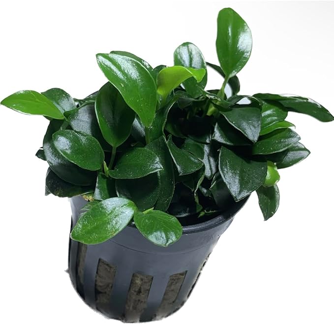 Marcus Fish Tanks Anubias Nana Petite Live Aquarium Plants Potted Freshwater Auatic Plant