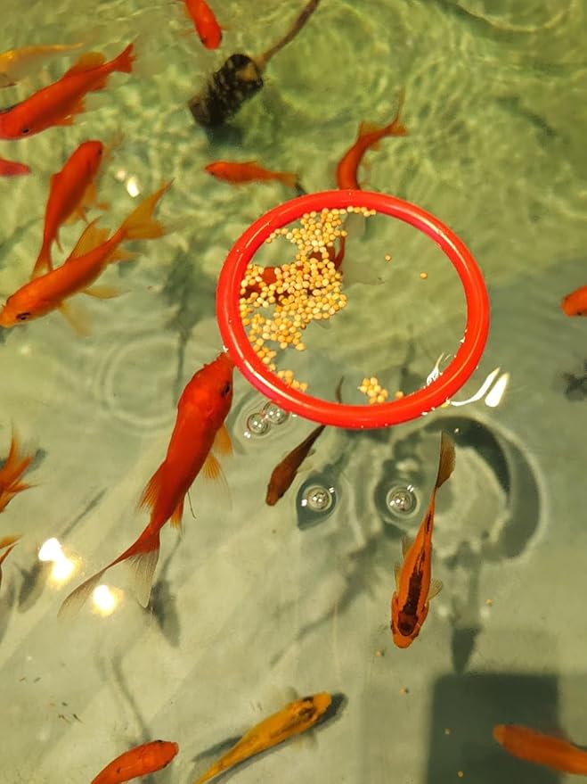 Betta Fish Enrichment Toys Ring and Mirror Floating Exercise Mirrors and Training Ring Floating Mirrors Aquarium with Feeding Rings Aquarium Accessories with Suction-Cup (Red)