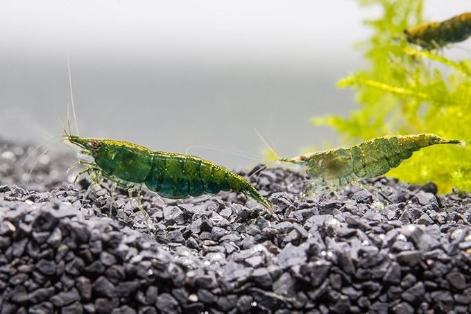 SubstrateSource Neocaridina davidi Green Jade Shrimp for Freshwater Aquariums (5 Shrimp)