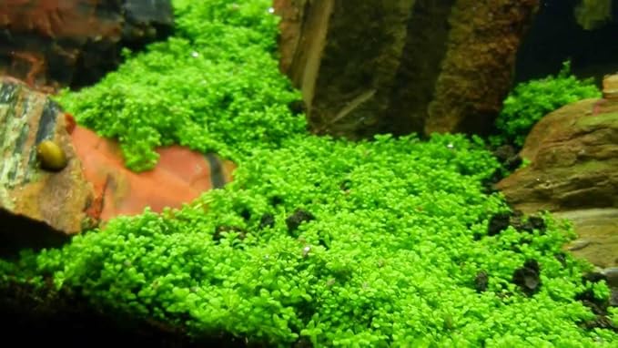 Marcus Fish Tanks - 3X Micranthemum Monte Carlo Pots Easy Live Aquarium Plants