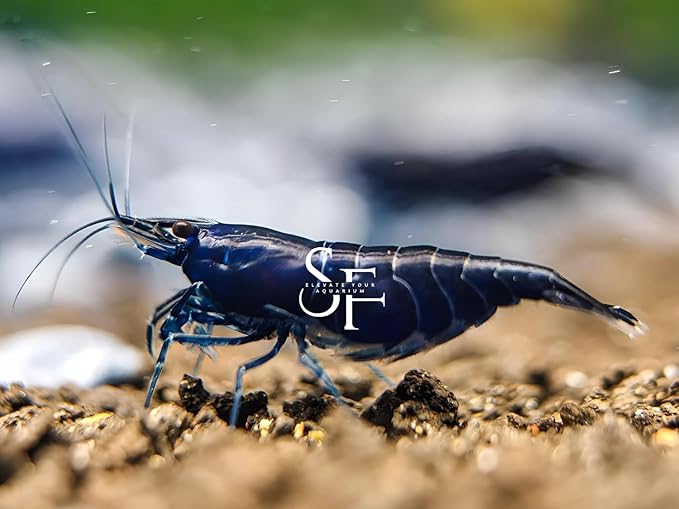 SF Aquatic™ 20 Premium Blue Diamond Neocaridna Live Freshwater Aquarium Shrimps for Aquarium. Adults Beeding Age. Live Arrival Guarantee.