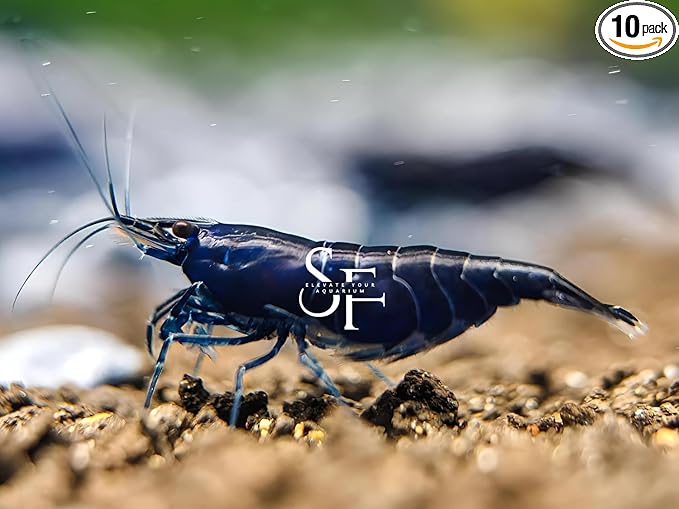 SF Aquatic™ 10 Blue Diamond High Grade Neocaridina Live Freshwater Aquarium Shrimps Fully Mature Breeding Age. Live Arrival Guarantee