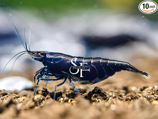 SF Aquatic™ 10 Blue Diamond High Grade Neocaridina Live Freshwater Aquarium Shrimps Fully Mature Breeding Age. Live Arrival Guarantee
