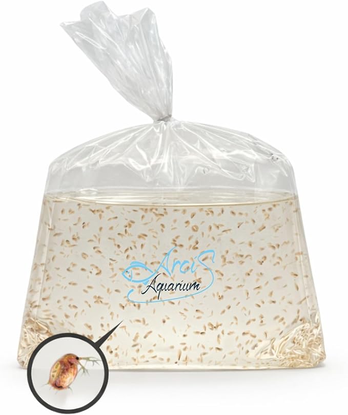 500+ Live Daphnia Magna | Premium Living Culture Feeder for Freshwater Fish, Fry, Shrimp, Axolotls & Aquatic Pets – Planktonic Crustacean, Water Fleas, Aquatic Live Food