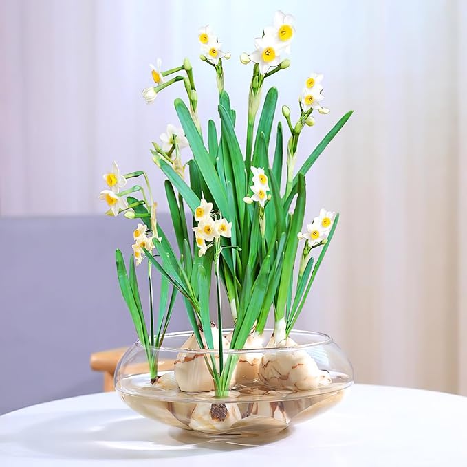 HANABASS Clear Fish Bowl Vase Wide Mouth Bubble Bowl Round Shallow Planter Terrarium Fish Tank- Aquatic Plant Pot Hydroponic Planter Table Centerpiece, 9.5X 9.5X 3.9 Inch, for Office Home
