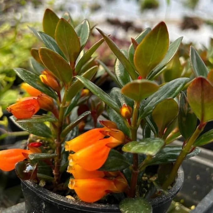 Trailing Goldfish Plants Live Houseplants | Live Columnea Nematanthus in 4-Inch Pot | Colorful Trailing Goldfish Plant for Indoors | Perfect for Tables & Home Décor | Ideal Gift for Plant Lovers
