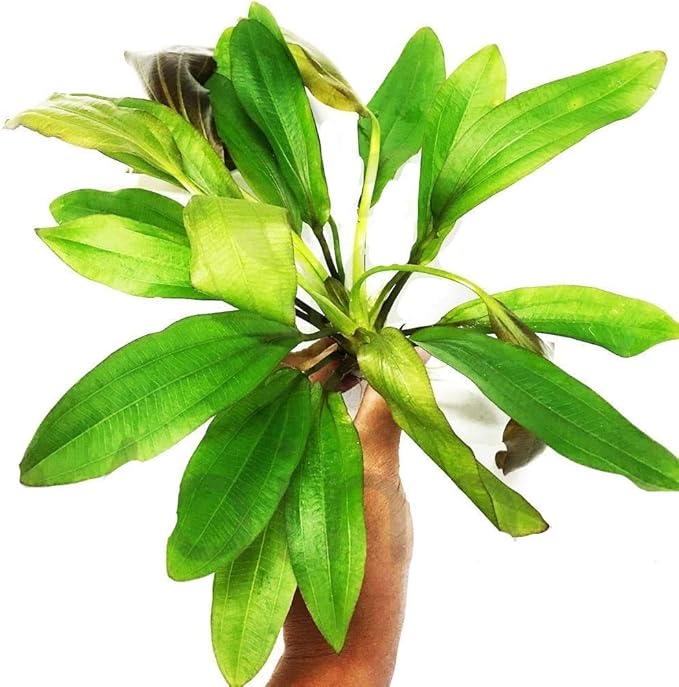 Echinodorus Red Rubin Amazon Sword Bundle Live Aquarium Decorations Aquatic Plants for Fish Tank by Mainam