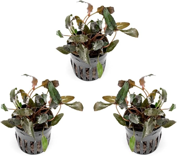 SubstrateSource Cryptocoryne Live Aquarium Plants - Freshwater Plant for Aquariums, Planted Fish Tanks - Beginner Friendly (Wendtii Brown, 3 Pots (15-20 Plants))