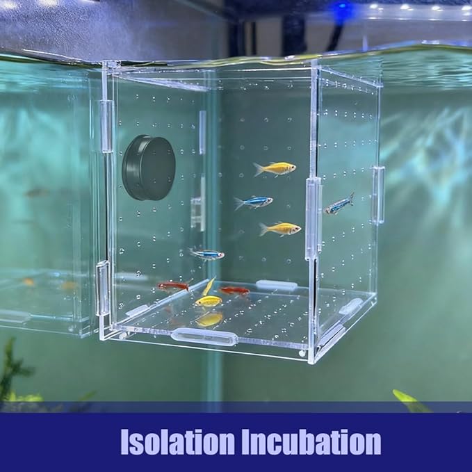 Fish Breeding Box, Acrylic Fish Isolation Container Aquariums Incubator with Magnetic Fixing for Fishes Shrimps