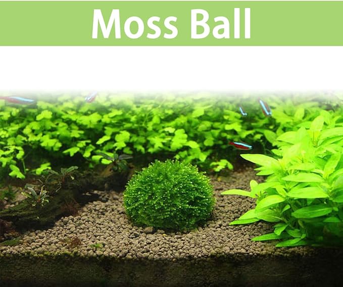 2pcs Plastic Aquarium Shrimp Fish Tank Media Moss Ball Holder Fish Tank Accessories Home Decoration 5x3cm, Transparent