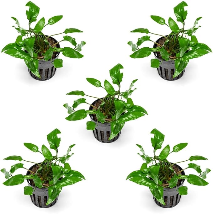 SubstrateSource Cryptocoryne Live Aquarium Plants - Freshwater Plant for Aquariums, Planted Fish Tanks - Beginner Friendly (Wendtii Green, 5 Pots (20-25 Plants))